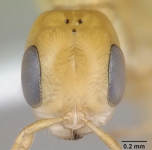 Pseudomyrmex holmgreni specimen CASENT0173757 image casent0173757_2