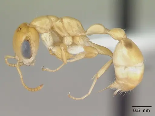 Pseudomyrmex holmgreni specimen CASENT0173757 image casent0173757_3