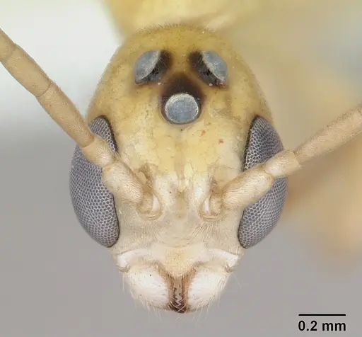Pseudomyrmex holmgreni specimen CASENT0173758 image casent0173758_2