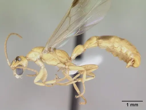 Pseudomyrmex holmgreni specimen CASENT0173758 image casent0173758_3