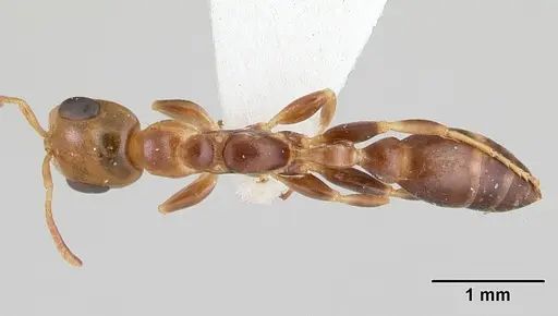 Pseudomyrmex holmgreni specimen CASENT0178618 image casent0178618_1