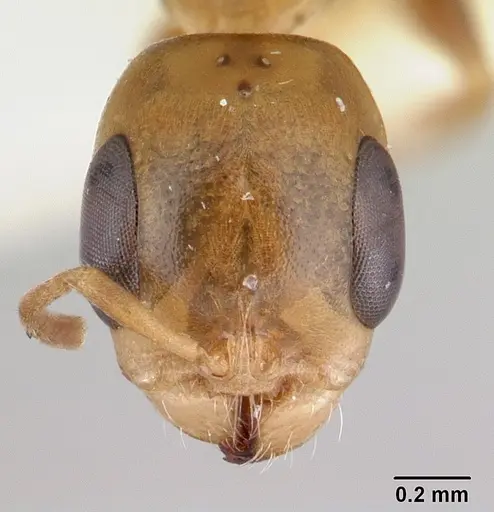 Pseudomyrmex holmgreni specimen CASENT0178618 image casent0178618_2