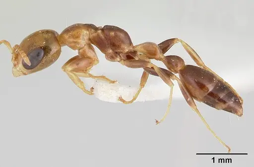 Pseudomyrmex holmgreni specimen CASENT0178618 image casent0178618_3