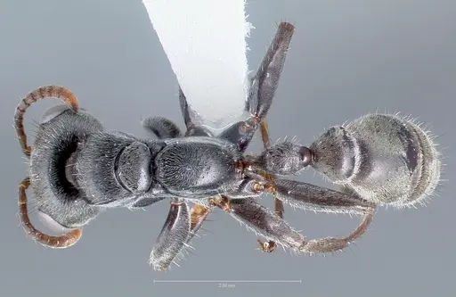 Pseudomyrmex hospitalis specimen CASENT0005839 image casent0005839_1