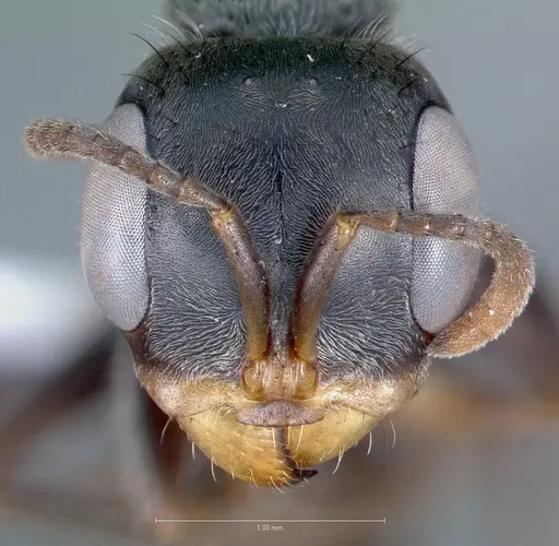 Pseudomyrmex hospitalis specimen CASENT0005839 image casent0005839_2