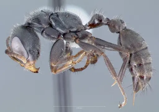Pseudomyrmex hospitalis specimen CASENT0005839 image casent0005839_3