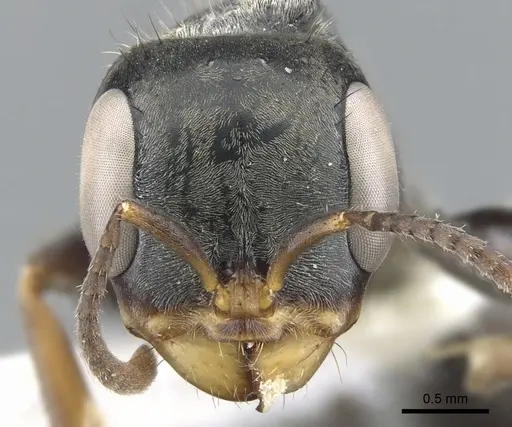 Pseudomyrmex hospitalis specimen CASENT0902861 image casent0902861_2
