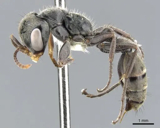 Pseudomyrmex hospitalis specimen CASENT0902861 image casent0902861_3