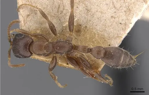 Pseudomyrmex incurrens specimen CASENT0907520 image casent0907520_1