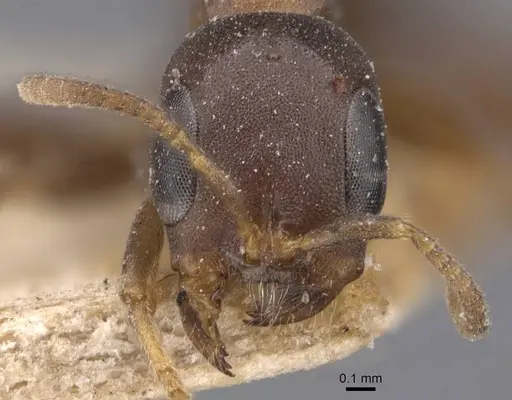 Pseudomyrmex incurrens specimen CASENT0907520 image casent0907520_2