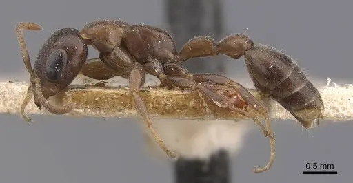 Pseudomyrmex incurrens specimen CASENT0907520 image casent0907520_3
