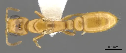 Pseudomyrmex inquilinus specimen CASENT0902926 image casent0902926_1