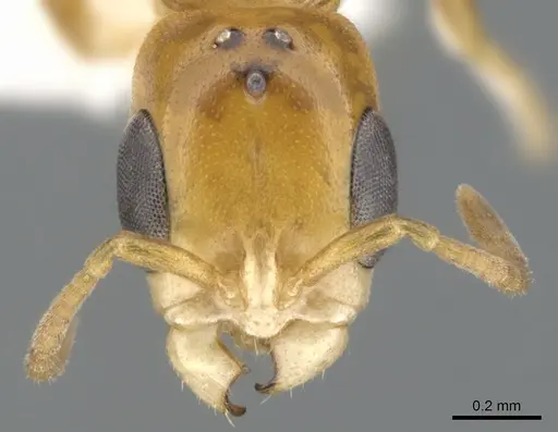 Pseudomyrmex inquilinus specimen CASENT0902926 image casent0902926_2