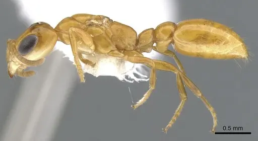 Pseudomyrmex inquilinus specimen CASENT0902926 image casent0902926_3