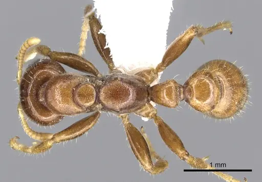 Pseudomyrmex insuavis specimen CASENT0902889 image casent0902889_1
