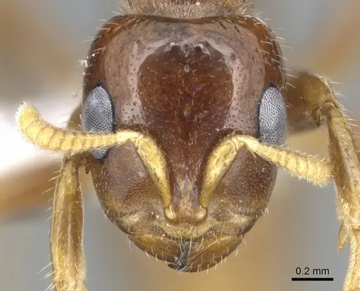 Pseudomyrmex insuavis specimen CASENT0902889 image casent0902889_2