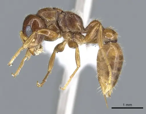 Pseudomyrmex insuavis specimen CASENT0902889 image casent0902889_3