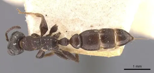 Pseudomyrmex ita specimen CASENT0907557 image casent0907557_1
