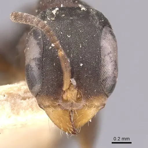 Pseudomyrmex ita specimen CASENT0907557 image casent0907557_2