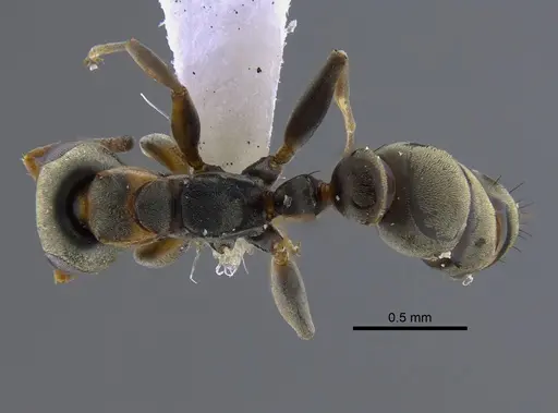 Pseudomyrmex ita specimen CBUMAGENT41806 image cbumagent41806_1