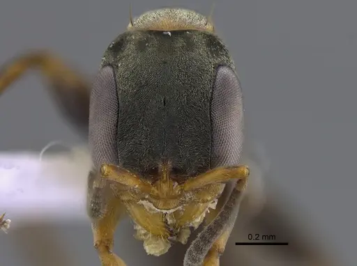 Pseudomyrmex ita specimen CBUMAGENT41806 image cbumagent41806_2