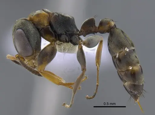 Pseudomyrmex ita specimen CBUMAGENT41806 image cbumagent41806_3
