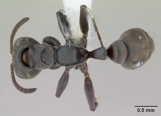 Pseudomyrmex ita specimen LACMENT142434 image lacment142434_1