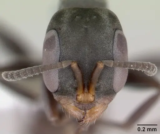 Pseudomyrmex ita specimen LACMENT142434 image lacment142434_2