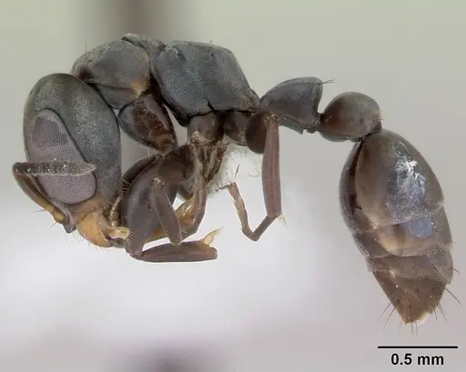 Pseudomyrmex ita specimen LACMENT142434 image lacment142434_3