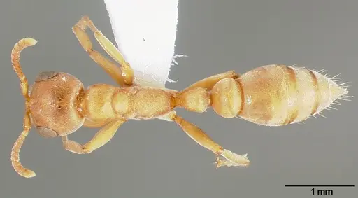 Pseudomyrmex janzeni specimen CASENT0005787 image casent0005787_1