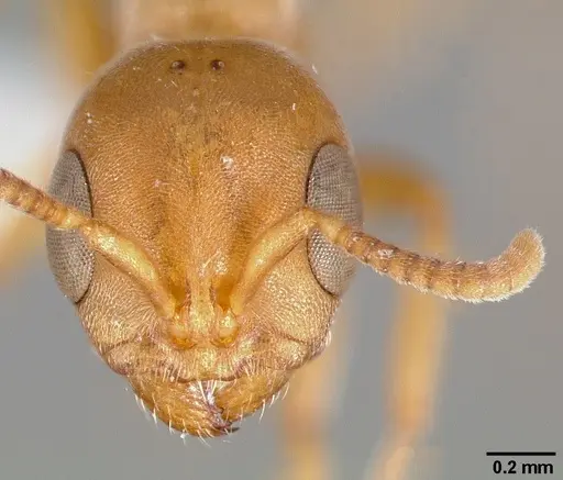 Pseudomyrmex janzeni specimen CASENT0005787 image casent0005787_2