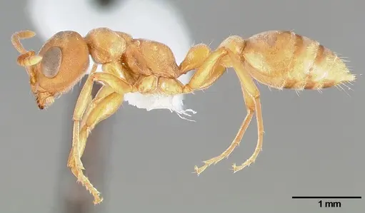 Pseudomyrmex janzeni specimen CASENT0005787 image casent0005787_3