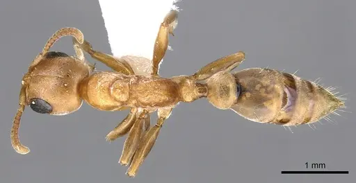 Pseudomyrmex janzeni specimen CASENT0902909 image casent0902909_1