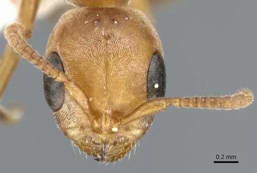 Pseudomyrmex janzeni specimen CASENT0902909 image casent0902909_2