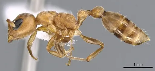 Pseudomyrmex janzeni specimen CASENT0902909 image casent0902909_3