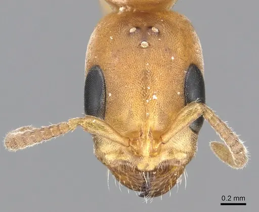 Pseudomyrmex janzeni specimen CASENT0902910 image casent0902910_2