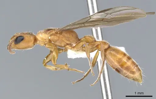 Pseudomyrmex janzeni specimen CASENT0902910 image casent0902910_3