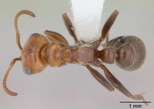 Pseudomyrmex kuenckeli specimen CASENT0173767 image casent0173767_1