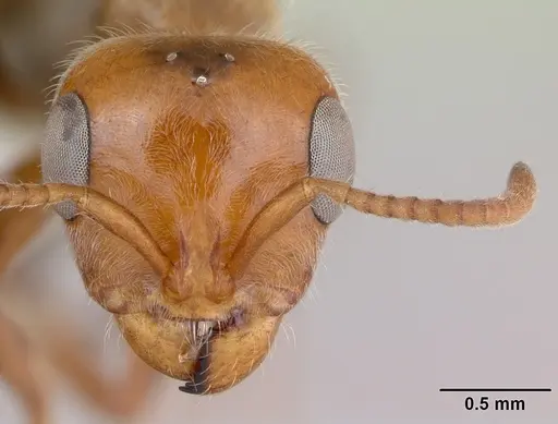 Pseudomyrmex kuenckeli specimen CASENT0173767 image casent0173767_2