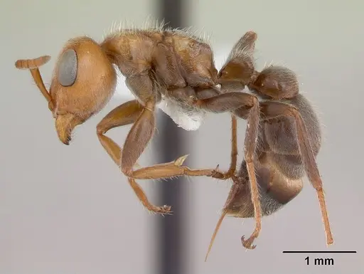 Pseudomyrmex kuenckeli specimen CASENT0173767 image casent0173767_3