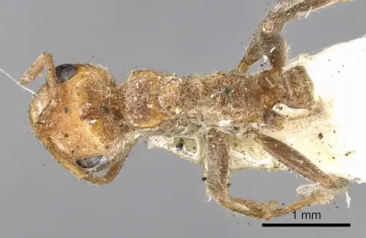 Pseudomyrmex kuenckeli specimen CASENT0902884 image casent0902884_1