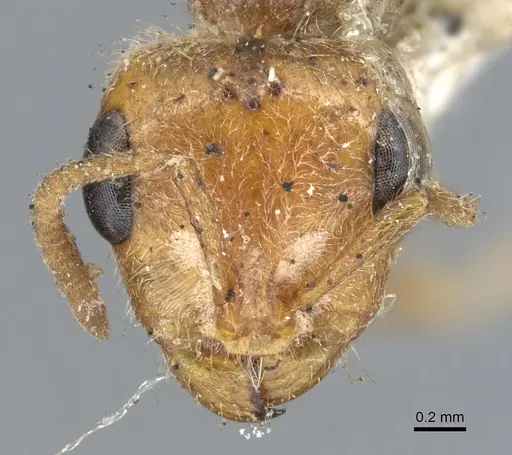 Pseudomyrmex kuenckeli specimen CASENT0902884 image casent0902884_2