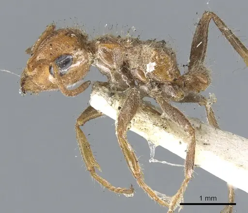 Pseudomyrmex kuenckeli specimen CASENT0902884 image casent0902884_3