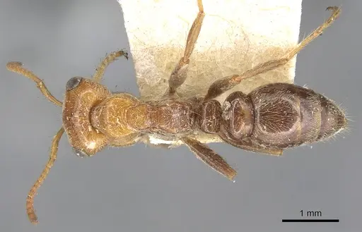 Pseudomyrmex kuenckeli specimen CASENT0902885 image casent0902885_1