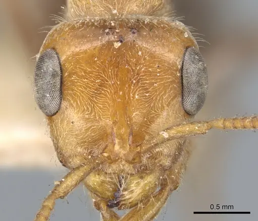 Pseudomyrmex kuenckeli specimen CASENT0902885 image casent0902885_2