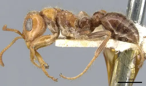 Pseudomyrmex kuenckeli specimen CASENT0902885 image casent0902885_3