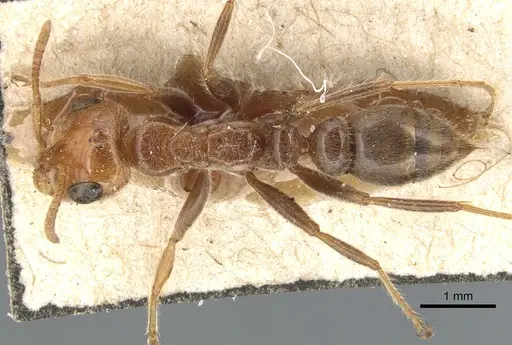 Pseudomyrmex kuenckeli specimen CASENT0904049 image casent0904049_1