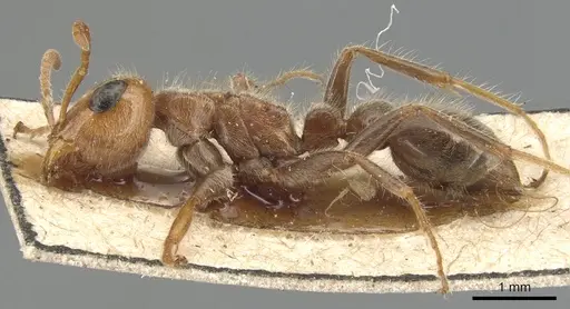 Pseudomyrmex kuenckeli specimen CASENT0904049 image casent0904049_3