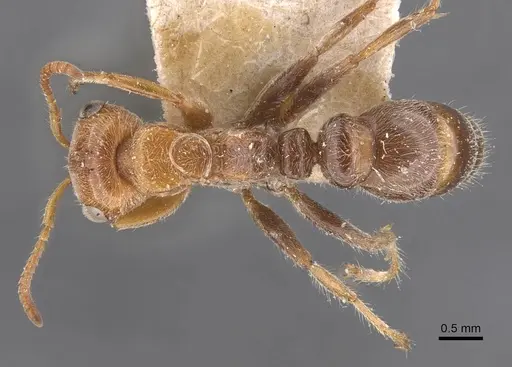 Pseudomyrmex kuenckeli specimen CASENT0907544 image casent0907544_1