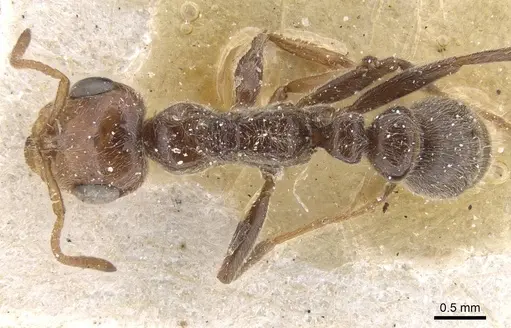 Pseudomyrmex kuenckeli specimen CASENT0915510 image casent0915510_1